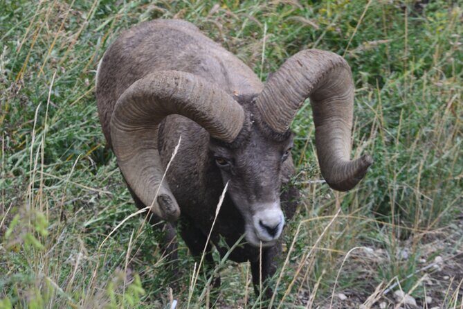 Yellowstone For Kids Family Fun Tour w/PU in West Yellowstone - FAQ