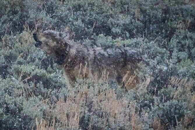 Yellowstone Full-Day Upper Loop Wildlife Adventure w/Lunch - What to Expect: The Experience in Detail