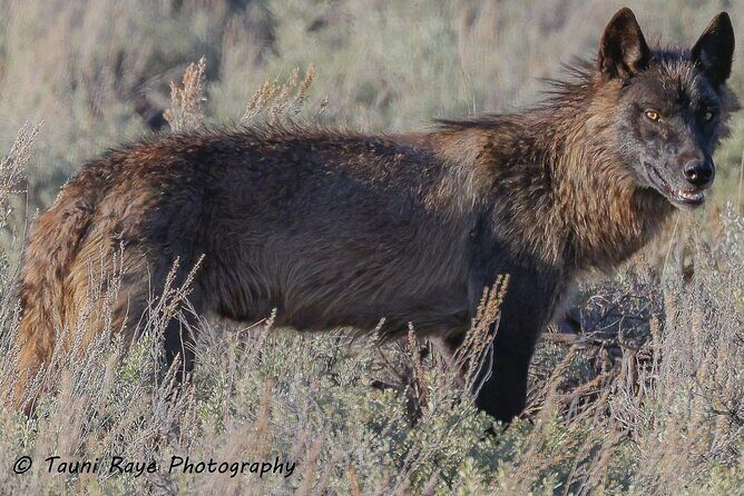 Yellowstone Full-Day Upper Loop Wildlife Adventure w/Lunch - The Sum Up