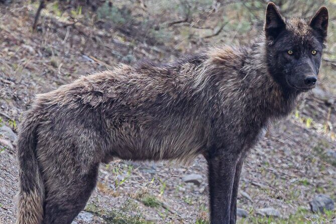 Yellowstone Full-Day Upper Loop with Wildlife Adventure w/Lunch - Final Thoughts