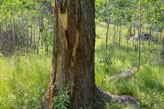 Yellowstone Full-Day Upper Loop with Wildlife Adventure w/Lunch - Location and Duration