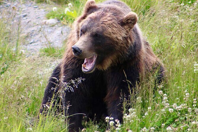 Yellowstone, Grand Teton, and Hot Springs: Small Group 5-Day Tour - Final Thoughts