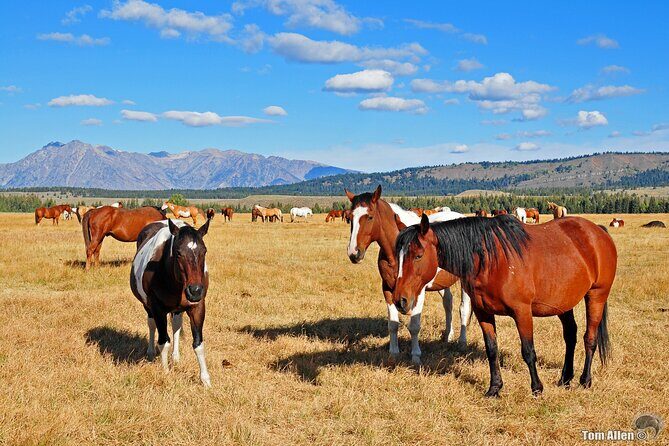 Yellowstone, Grand Teton, and Hot Springs: Small Group 5-Day Tour - FAQ