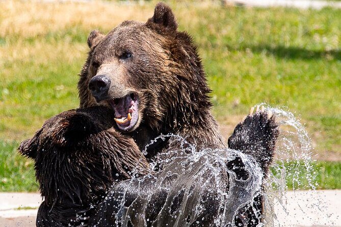 Yellowstone & Grand Teton National Parks: Small Group 4-Day Tour - The Value of This Tour