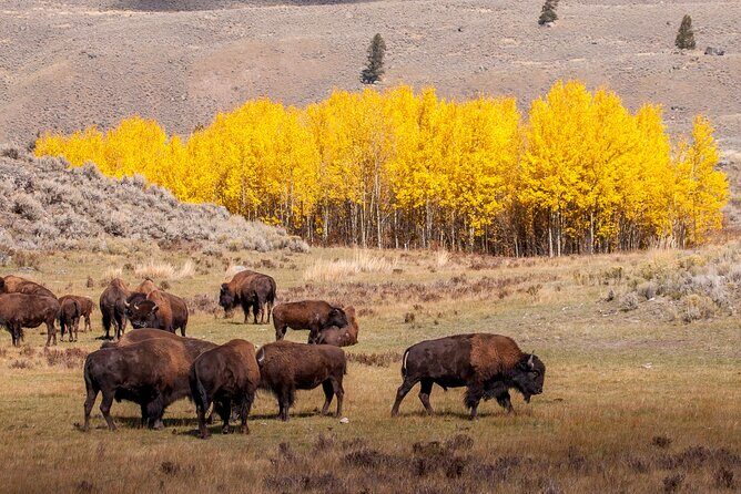 Yellowstone & Grand Teton National Parks: Small Group 4-Day Tour - Who Should Consider This Tour?