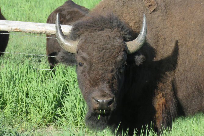 Yellowstone & Grand Teton National Parks - Ultimate Wildlife Safari - FAQ