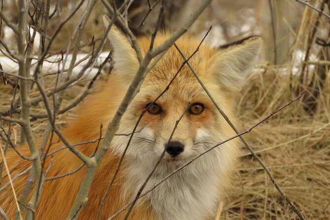 Yellowstone & Grand Teton National Parks - Ultimate Wildlife Safari - In The Sum Up