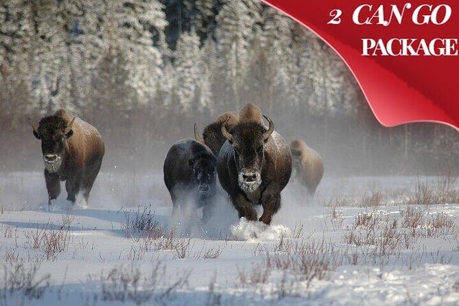 Yellowstone & Grand Teton National Parks Winter Tour 5-Day - The Complete Experience: An In-Depth Review