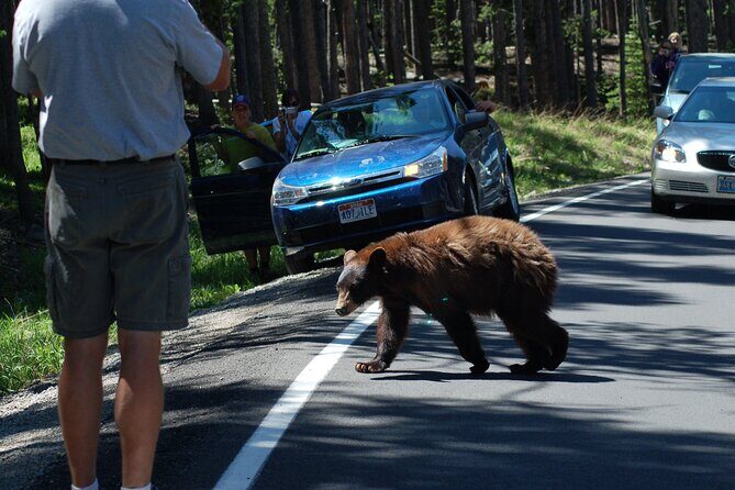 Yellowstone Grand Tour: See All Yellowstone In One Day - The Sum Up
