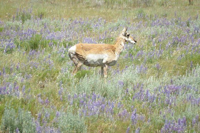 Yellowstone Hidden Gems Hiking Tour West Yellowstone - Key Points