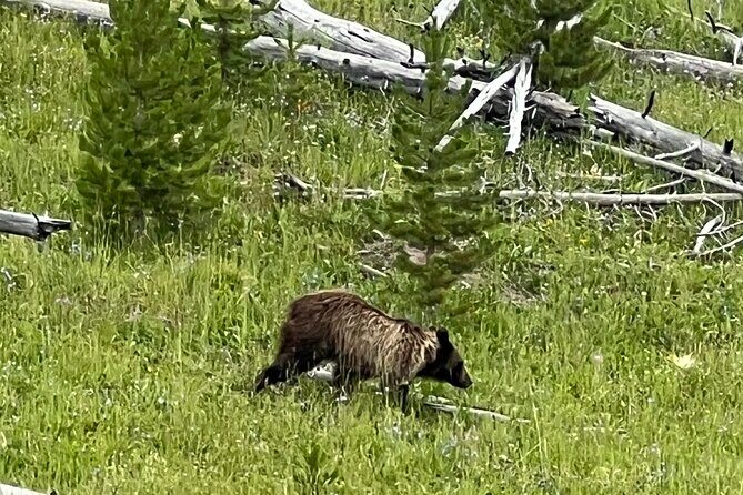 Yellowstone in a Day - Grand Loop Yellowstone Tour - The Sum Up