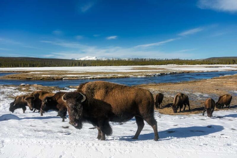 Yellowstone Lamar Valley & Picnic Lunch With Wildlife Guide - Exploring Yellowstone’s Lamar Valley: The Heart of Wildlife Watching