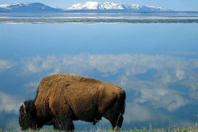 Yellowstone Lower Loop VIP Full-Day Private Tour with Lunch - A Deep Dive into the Yellowstone Lower Loop VIP Tour