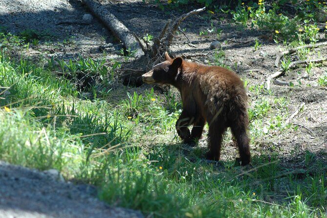 Yellowstone Lower (Southern) Loop Tour - FAQs