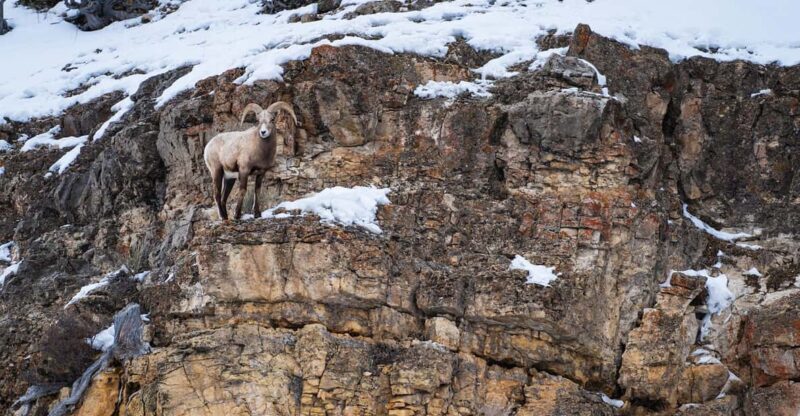 Yellowstone National Park: 3 Day Wildlife Photography Tour - Key Points