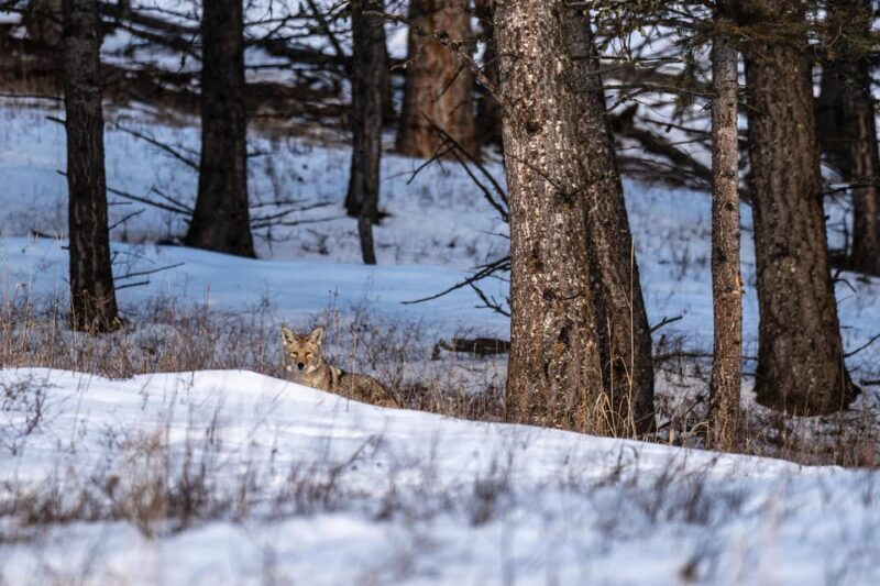 Yellowstone National Park: 3 Day Wildlife Photography Tour - Exploring Yellowstone in Winter: A Photographic Adventure
