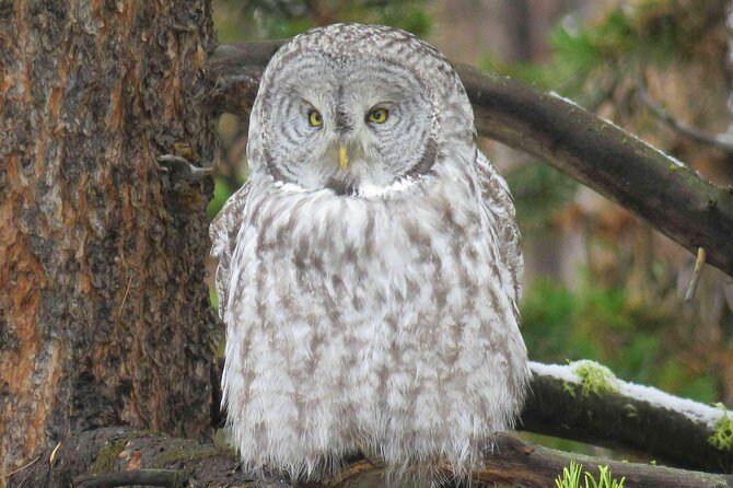 Yellowstone National Park - Full-Day Lower Loop Tour from Jackson - Who Should Consider This Tour?