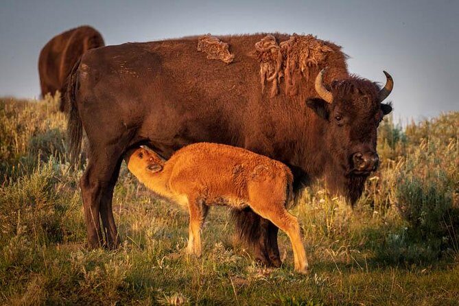 Yellowstone National Park Group Tour - The Value of This Yellowstone Tour