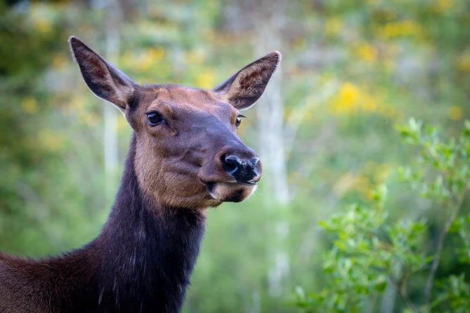 Yellowstone National Park Group Tour - Frequently Asked Questions