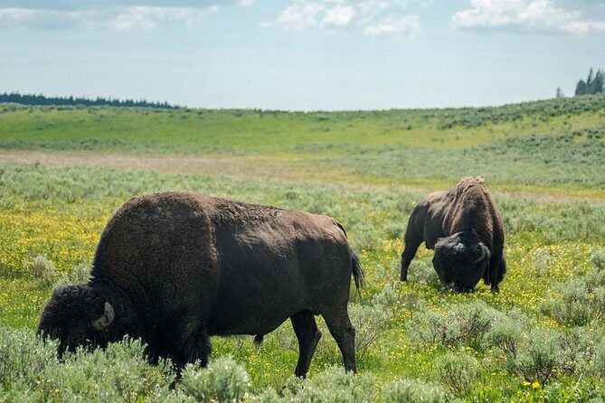 Yellowstone National Park Group Tour - Final Thoughts