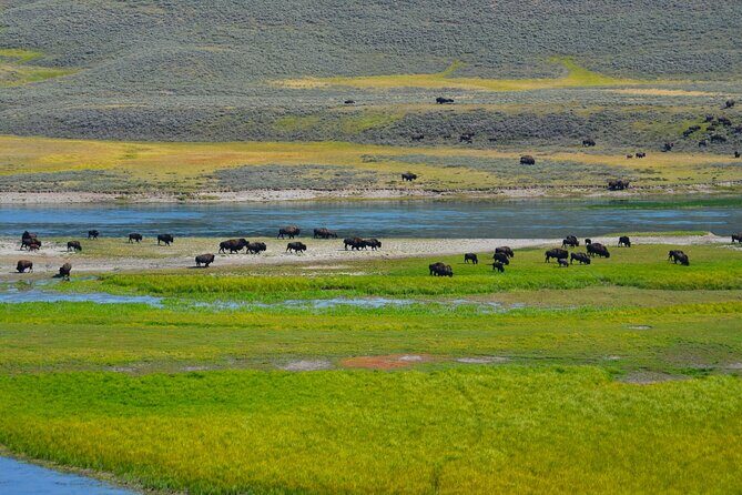 Yellowstone National Park - Lower Loop Adventure - The Sum Up: Who Is This Tour Best For?