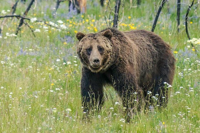 Yellowstone National Park Private Tour - Key Points