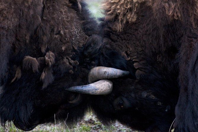 Yellowstone National Park Private Tour - The Sum Up