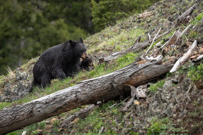 Yellowstone National Park Private Wildlife Tour - Is It Worth the Price?