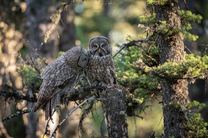 Yellowstone National Park Private Wildlife Tour - FAQs