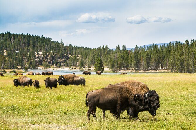 Yellowstone National Park Self-Guided Driving Audio Tour - Who Should Consider This Tour?