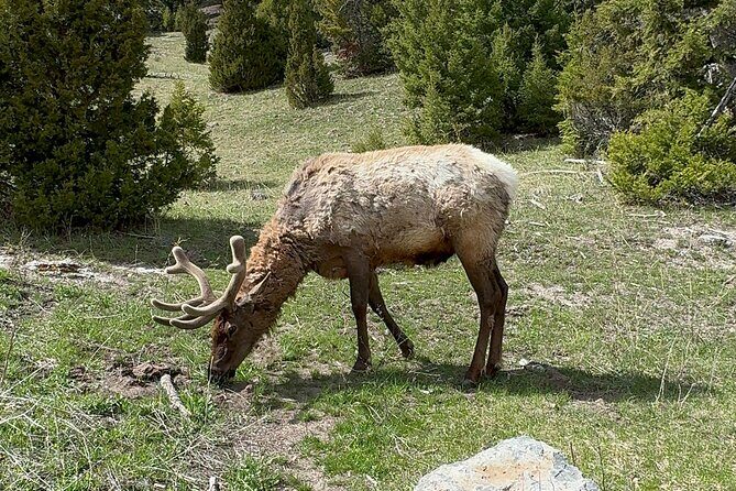 Yellowstone Private Tour - Exploring the Yellowstone Private Tour: A Detailed Look