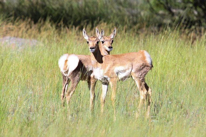 Yellowstone Private Upper Loop Tour with Lunch - Who Will Enjoy This Yellowstone Tour?