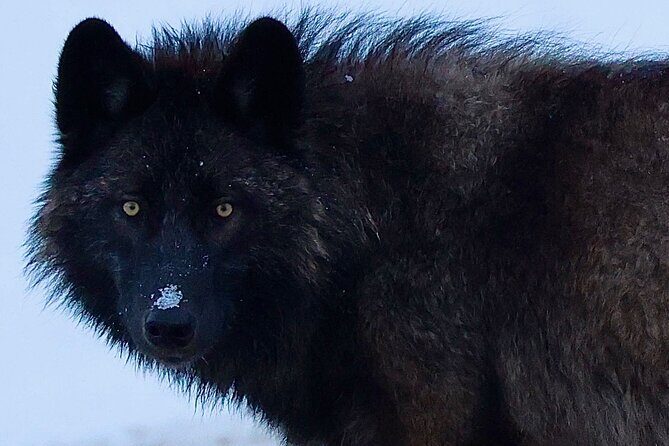 Yellowstone PRIVATE Winter SAFARI and Wolf Watching - Experience the Magic of Yellowstone in Winter with a Private Safari