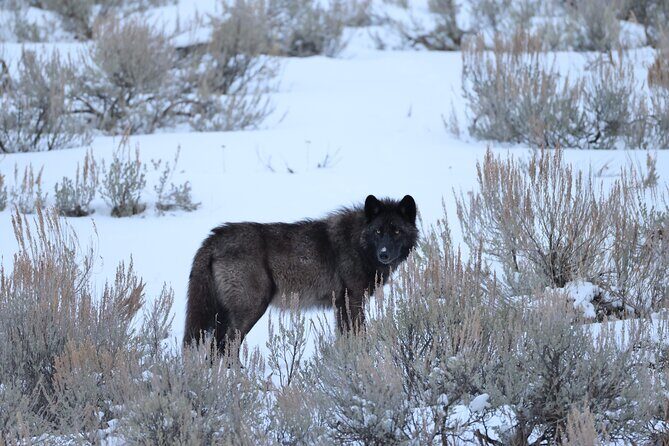 Yellowstone PRIVATE Winter SAFARI and Wolf Watching - Key Points