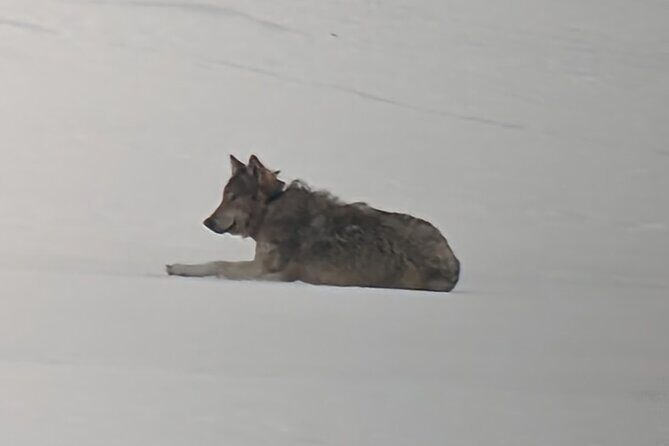 Yellowstone PRIVATE Winter SAFARI and Wolf Watching - The Sum Up