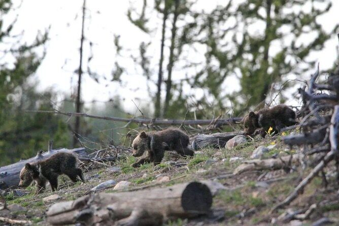 Yellowstone Privately Guided Safari at Sunset - The Sum Up