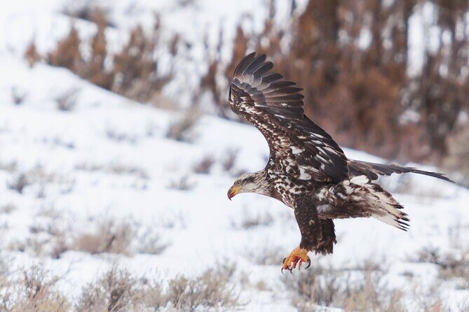 Yellowstone Snowshoe Safari from Bozeman - Private Tour - A Deep Dive into the Yellowstone Snowshoe Safari Experience