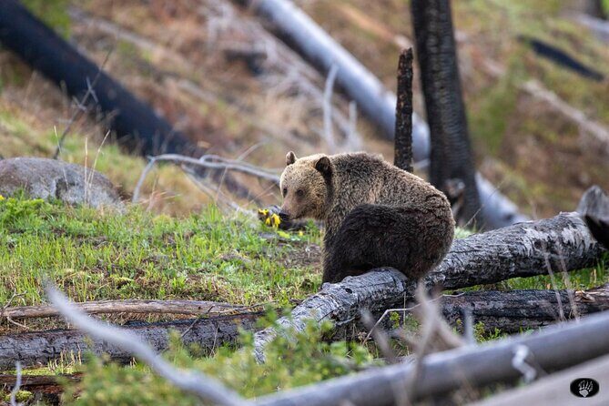 Yellowstone Wildlife and Photo Tours Upper Loop Tour From Cody - Key Points