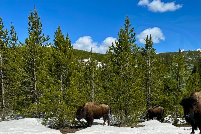 Yellowstone Wildlife and Photo Tours Upper Loop Tour From Cody - FAQ
