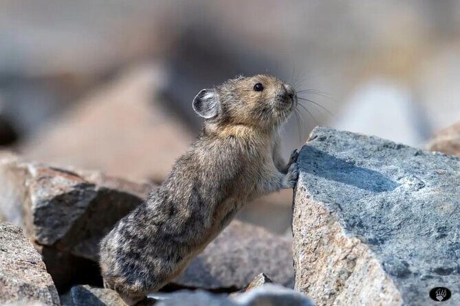 Yellowstone Wildlife and Photo Tours Upper Loop Tour From Cody - Final Thoughts