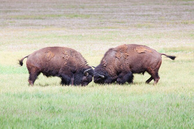 Yellowstone Wildlife Safari from Bozeman - Private Tour - FAQ