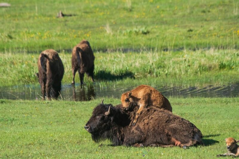 Yellowstone Wildlife Tour - Key Points
