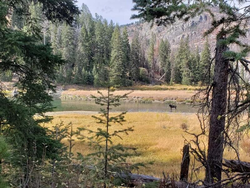 Yellowstone: Wildlife Tour with Coffee and Photos - Key Points