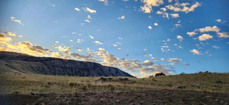 Yellowstone: Wildlife Tour with Coffee and Photos - What You Can Expect During the Tour
