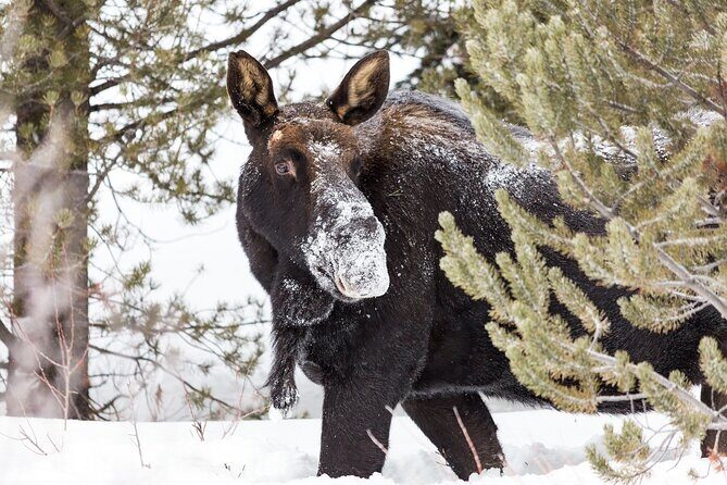 Yellowstone Winter Day Adventure - Key Points