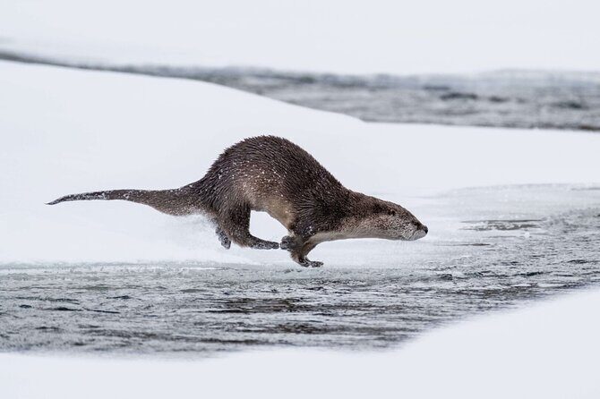 Yellowstone Winter Day Adventure - Practical Considerations