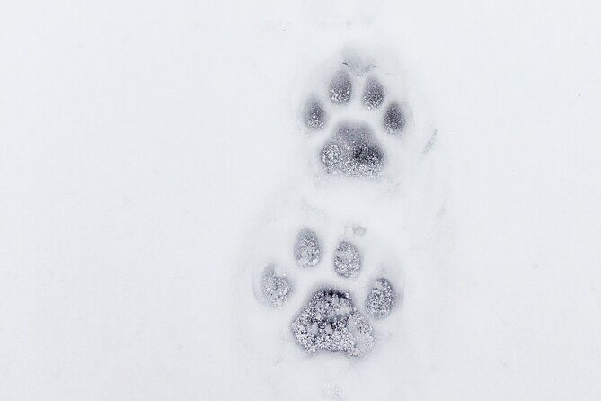 Yellowstone Winter Day Adventure - Who Will Love This Tour?