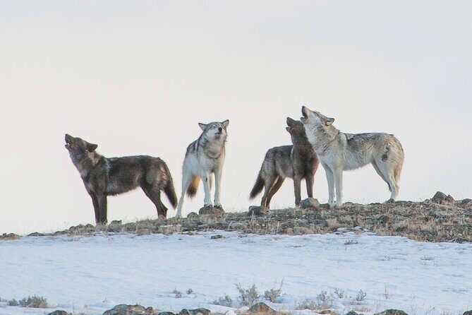 Yellowstone Winter Day Adventure - FAQ