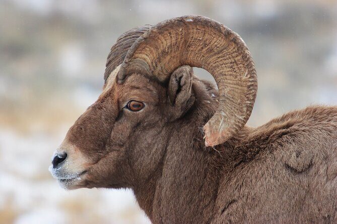 Yellowstone Winter Wildlife Safari from Bozeman - Private Tour - The Value of This Tour