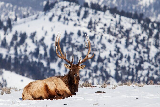 Yellowstone Winter Wildlife Safari from Bozeman - Private Tour - Final Thoughts